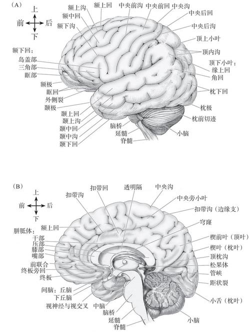 脑部结构图