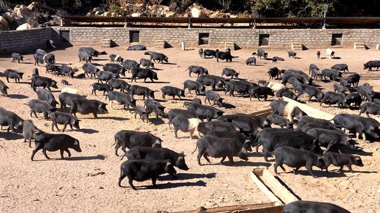 藏香猪养殖基地